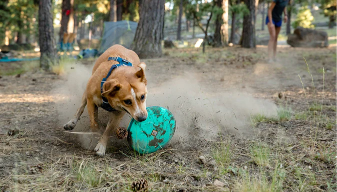 Hover Craft™ Flying Disc Dog Toy