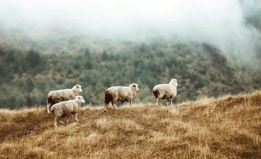 What is Merino wool?