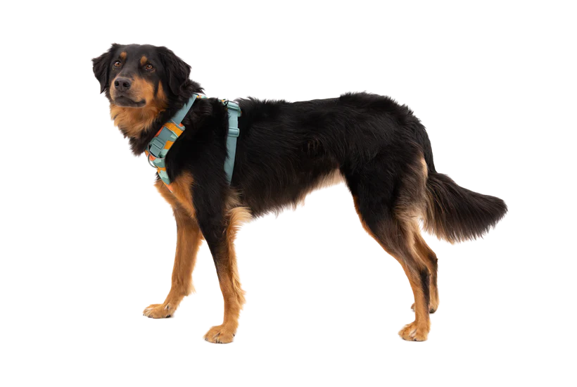 Front Range® Dog Harness