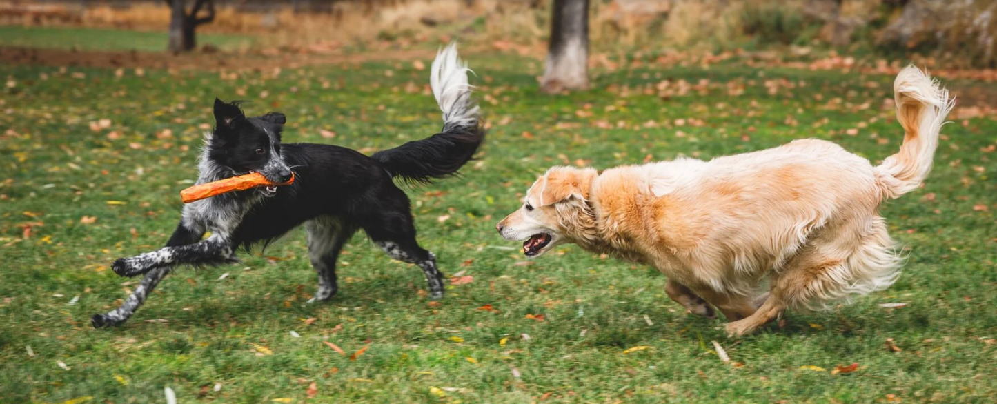 Gnawt-a-Stick™ Toy