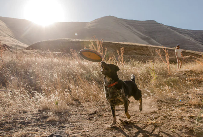 Hover Craft™ Flying Disc Dog Toy