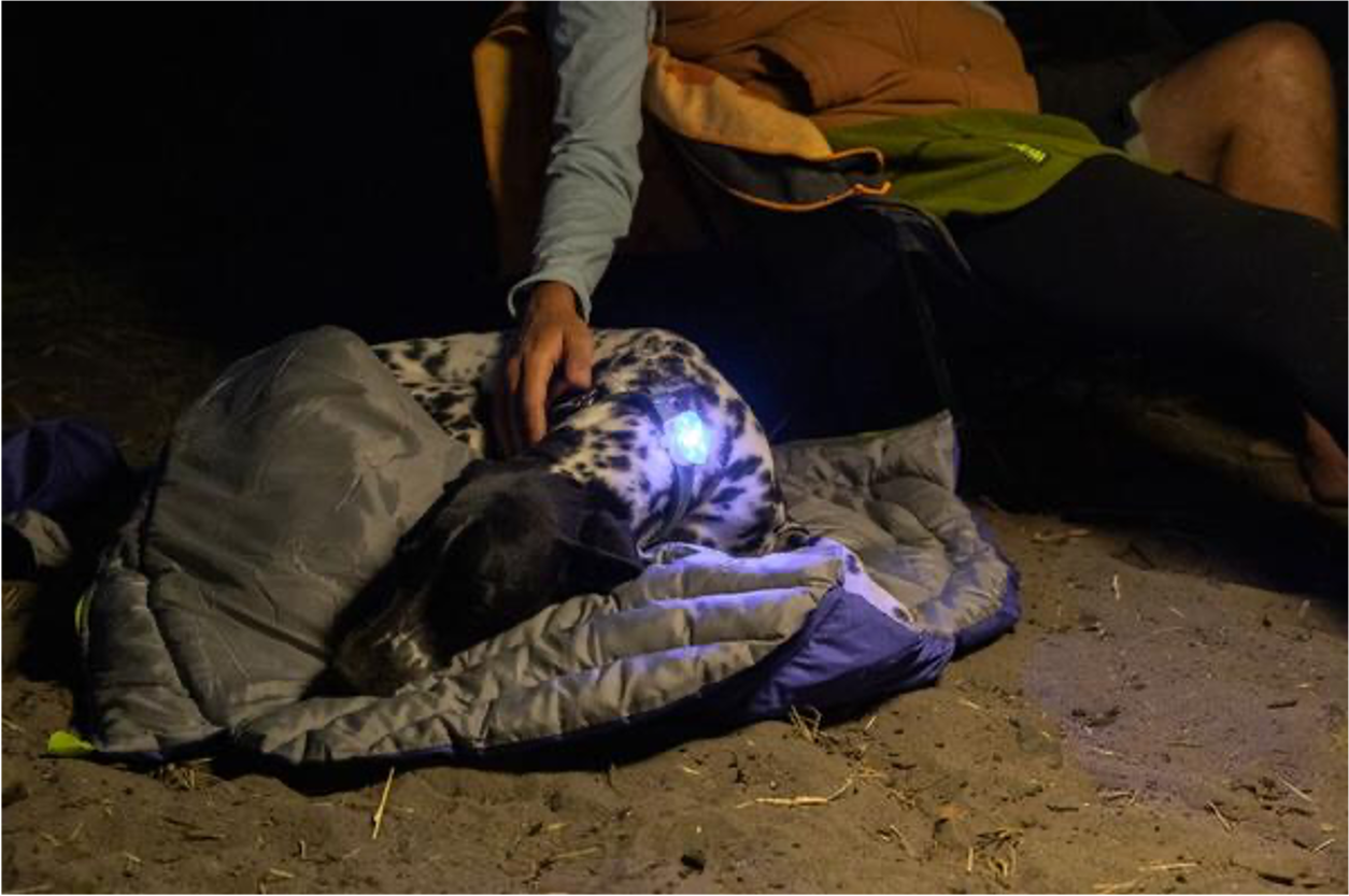 The Beacon Safety Light